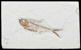 Bargain, Diplomystus Fossil Fish - Wyoming #67934-1